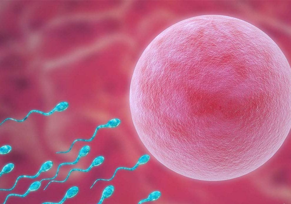 卵泡少能不能做試管嬰兒？