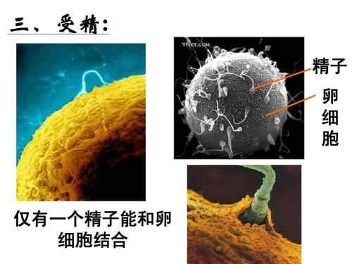 那些沒(méi)有成功受精的精子，你知道都去哪了嗎？