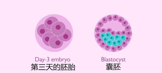 鮮胚移植跟凍胚移植哪個(gè)更好一點(diǎn)？