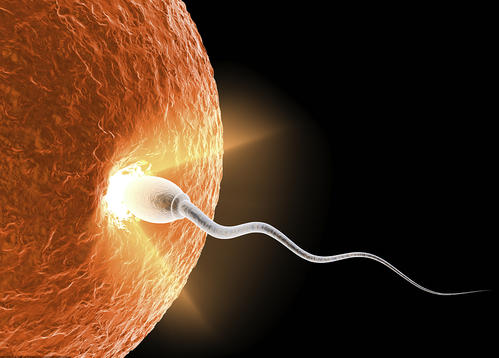 移植后有春夢現(xiàn)象，對胚胎著床有影響？