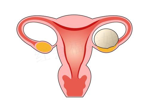 取卵后，卵巢要過多長時間才能恢復(fù)？