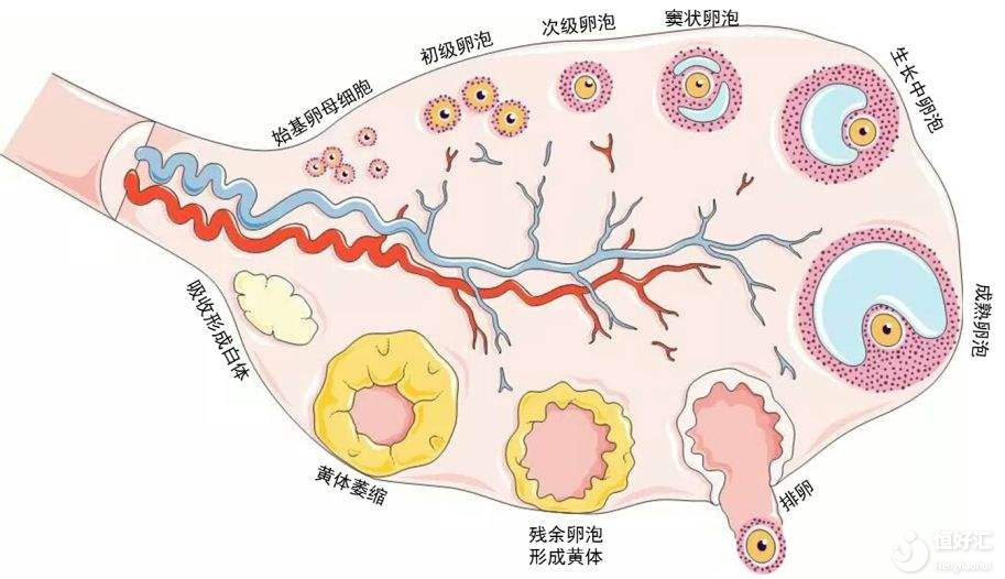 解密大時刻：竇卵泡是如何發(fā)育長大的？