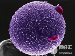 女人，你的卵子真的很“昂貴”，你知道嗎？