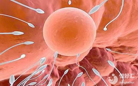 卵子和精子的質量不過關，誰最倒霉？