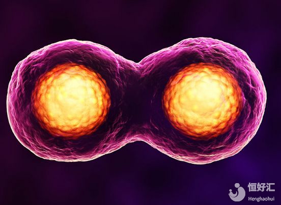 試管取卵失敗？全因卵母細胞“玩消失”？