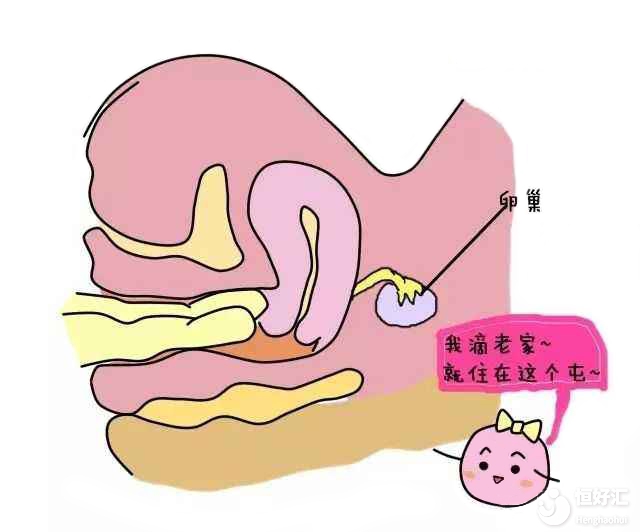 扒一扒子宮輸卵管通液的優(yōu)缺點(diǎn)，那些你不知道的事兒！