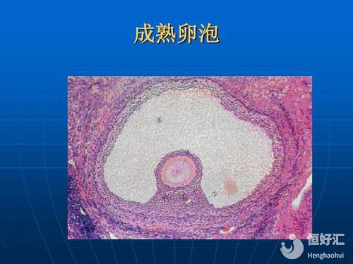卵泡發(fā)育成熟要多久？這4個(gè)發(fā)育周期了解一下