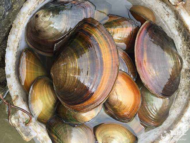 元旦節假，嘗嘗海鮮，孕期的試管媽媽可以吃河蚌嗎？