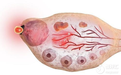 月經過后多久會排卵？排卵前會有什么表現？
