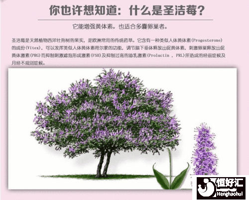 圣潔莓的作用雖好，但這3點(diǎn)卻要好好把握！