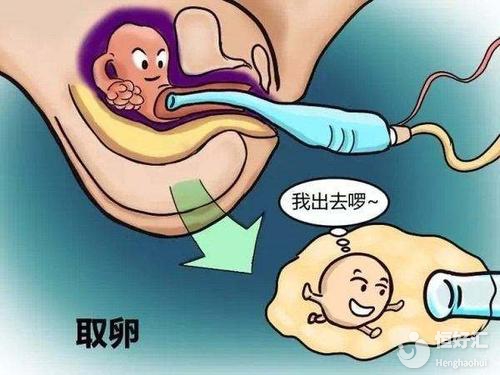試管嬰兒取卵數量會影響成功率？專家解答來了