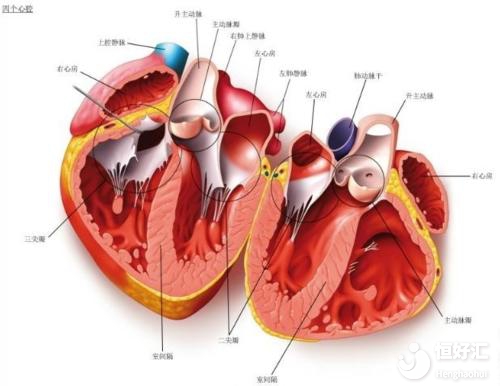 先天性心臟病能不能懷孕？看完這個你就知道了